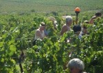 vendanges du grenache