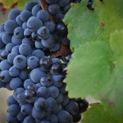 mourvedre au clos des calades
