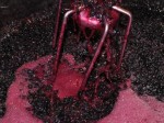 Pigeage de la syrah