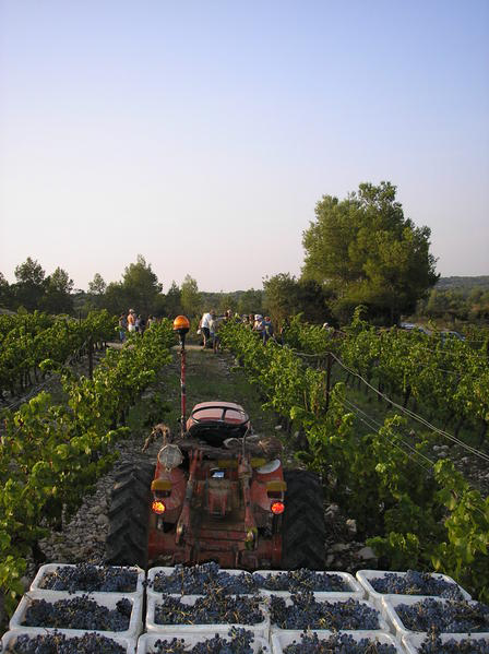 vendange grenache