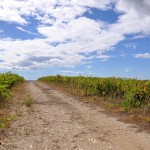 vignes apres la pluie