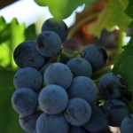 grenache vendanges 2010