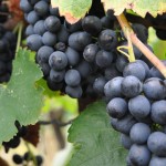 syrah avant les vendanges