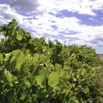 vendanges 2010