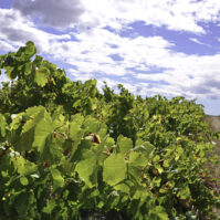 vendanges 2010